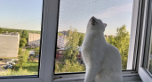 Не подносите руку к морде — дайте обнюхать. Кошачий ритуал, который мы нарушаем